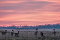 Edelherten bij zonsondergang