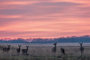Red deer at sunset by Roy Kreeftenberg