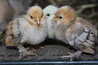 Twee kuikens zitten gebroederlijk naast elkaar.