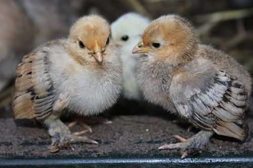 Twee kuikens zitten gebroederlijk naast elkaar.