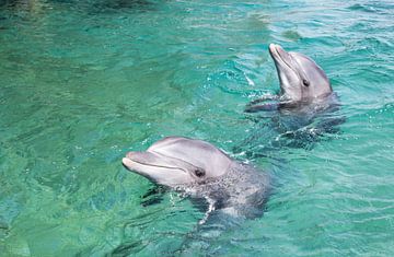 twee dolfijnen zwemmen vrij in de zee bij Eilat