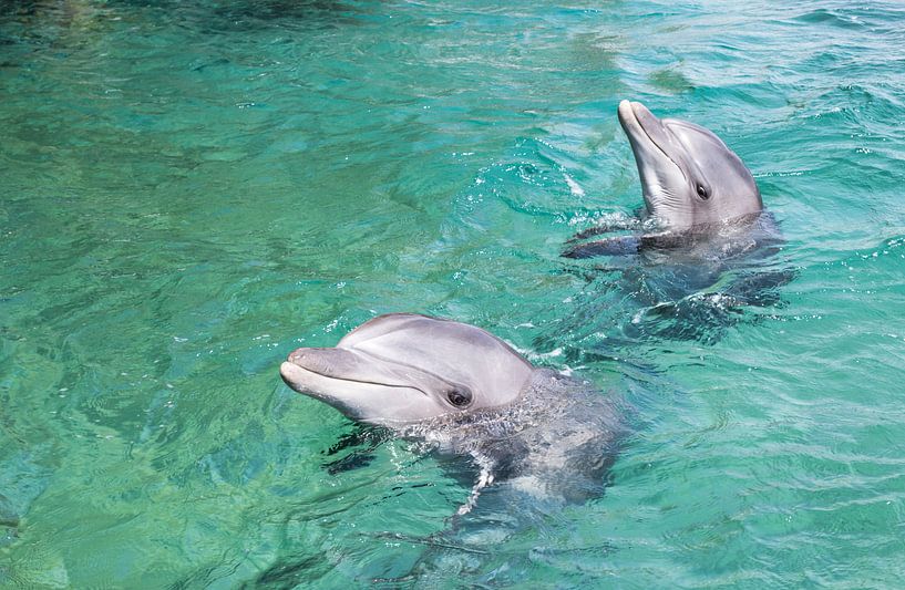 twee dolfijnen zwemmen vrij in de zee bij Eilat von ChrisWillemsen
