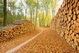 Speulder und Spielder Wald (Niederlande) von Marcel Kerdijk