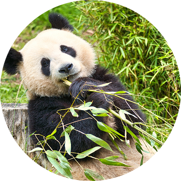 Reuzenpanda die bamboe eet. De bedreigde beer uit Azië met zwarte van Martin Köbsch