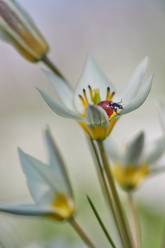 Lieveheersbeestje zwaait