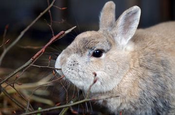 Een konijn knabbelt aan takjes van cuhle-fotos