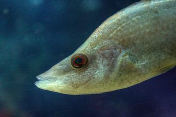 Symphodus Rostratus