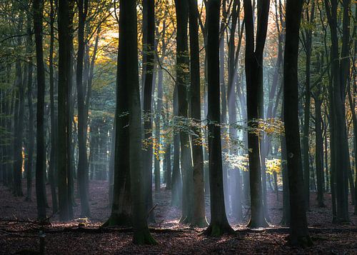 Lichtval door de bomen