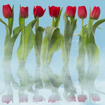 Tulpen reflectie van Klaartje Majoor