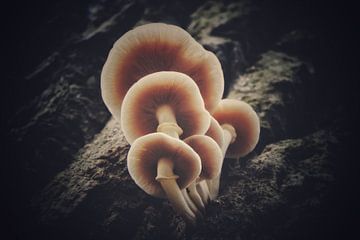 Magic mushrooms van Maickel Dedeken