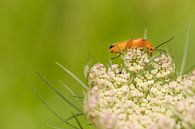 Weekly weevil by Moetwil en van Dijk - Fotografie thumbnail