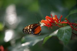 Butterfly by Tim Voortman