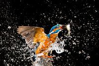 Kingfisher photographed in the Throw