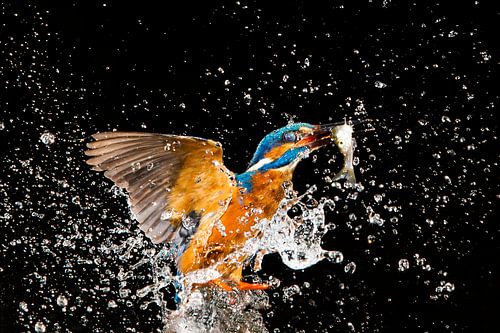 IJsvogel gefotografeerd in het Gooi