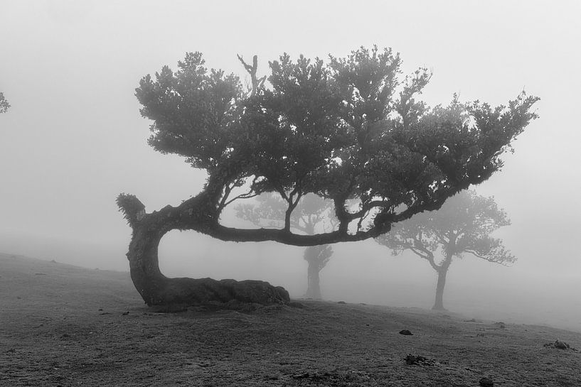 Fanal Forest VI by Anneke Hooijer