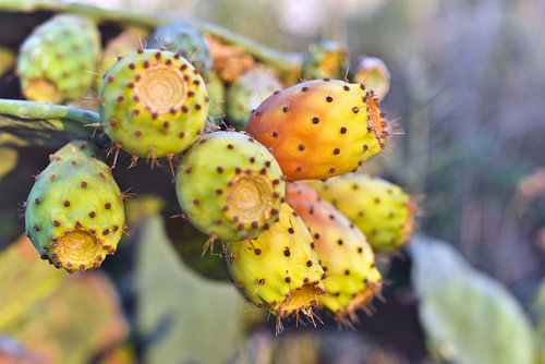 Juicy Greek prickly pears on the island of Crete