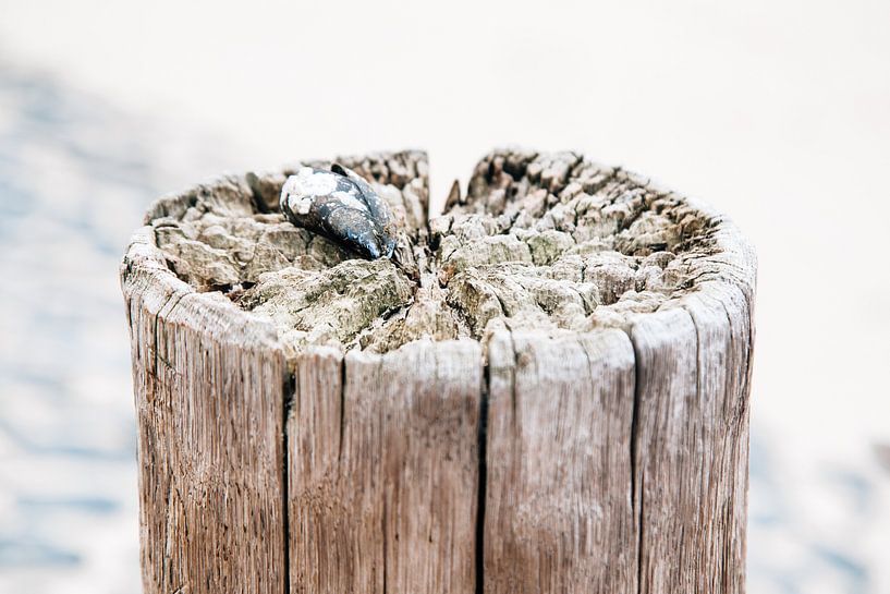 Paal met mossel met basalt zeewering par Ria Peene