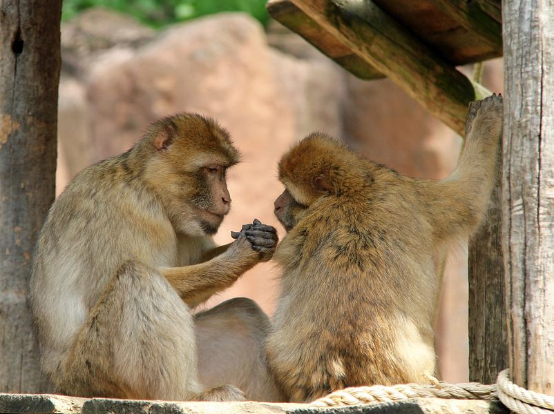 Barbary apes by Jose Lok