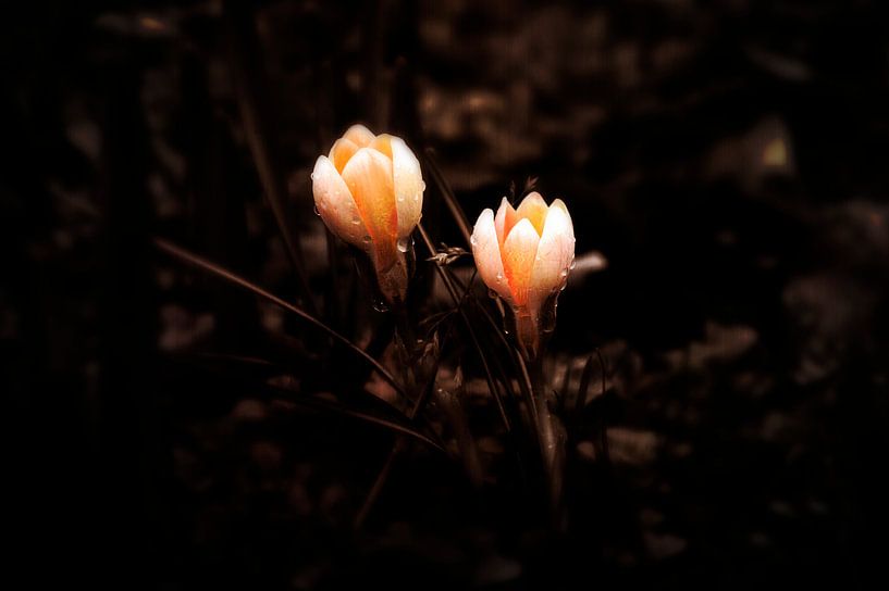 duo de fleurs par Ribbi