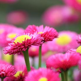 Bloemen van Lotte Klumper