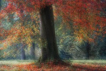 Zauberwald" im Herbst von Cocky Anderson