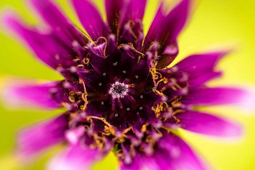 Explosion von Farben