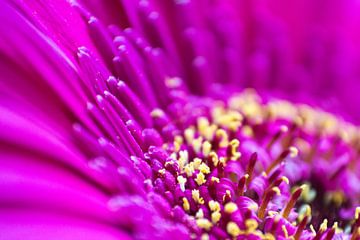 Close by Cheryl Porcelijn