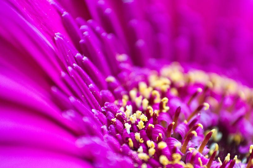 Close by Cheryl Porcelijn