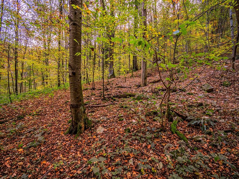BADEN-WÜRTTEMBERG: BIJ DE GÜTERSTEINER WATERVAL van Photoart-Naegele