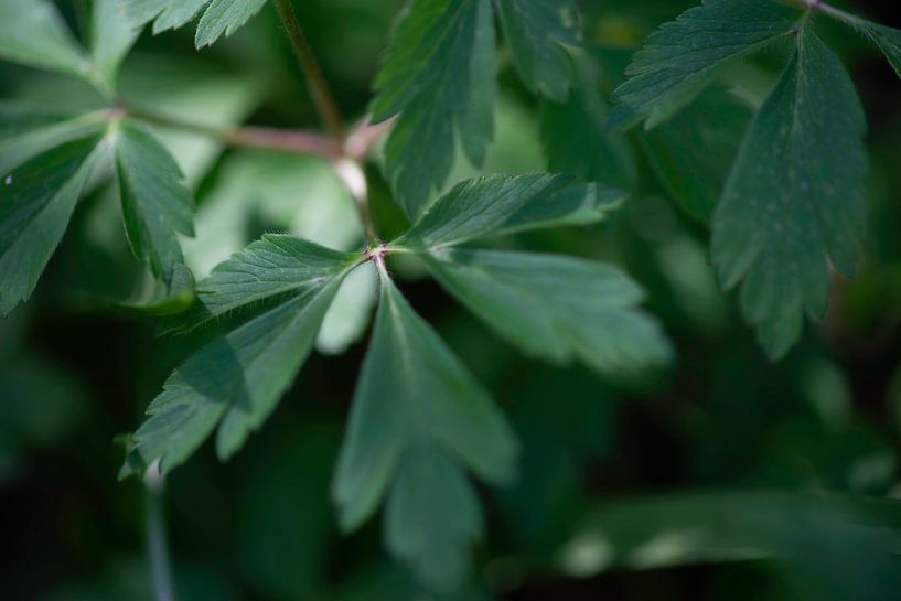 Anemone nemorosa by Julien Willems Ettori