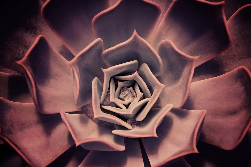 DARKSIDE OF SUCCULENTS XII par Pia Schneider