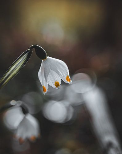 Frühlings-Knotenblume oder auch Märzenbecher genannt (Leucojum vernum) im Garten von Li-Bro