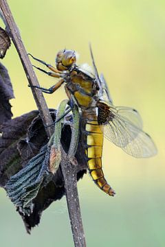 Broad bodied Chaser ( Libellula depressa ), close up, perched at a dry plant van wunderbare Erde