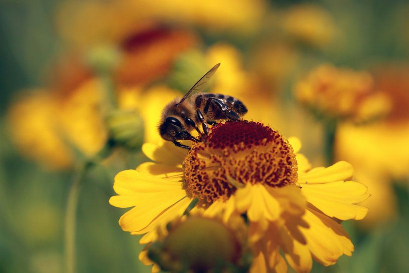Helenium with bee  by Jolanta Mayerberg