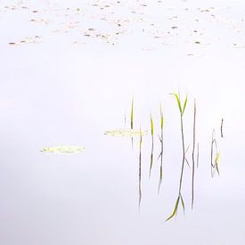 Wasserspiegelung oisterwijkse vennen von Joris Buijs Fotografie