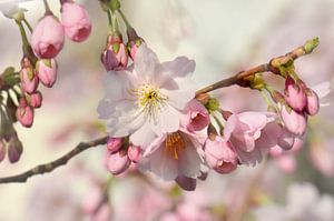 Japanese cherry blossom by Violetta Honkisz