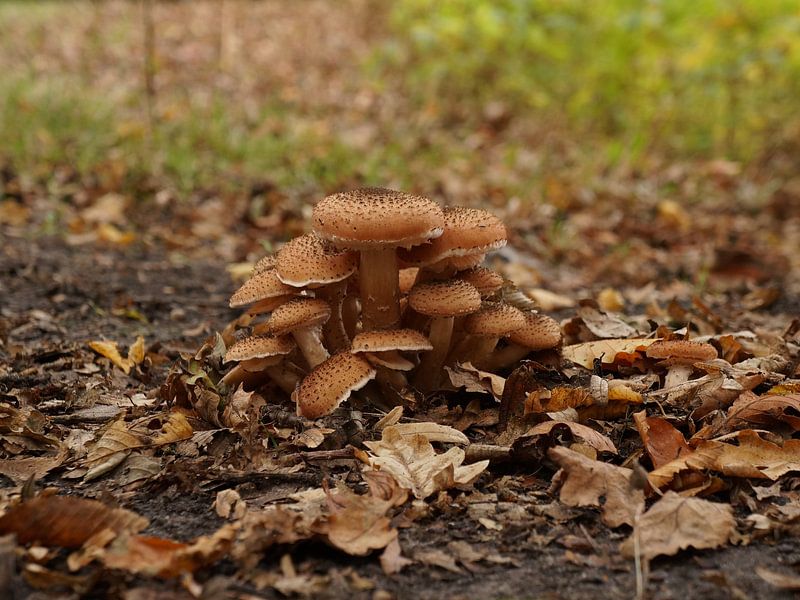 bunch of mushrooms by Madeltijntje