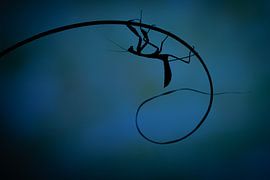 Praying Mantis by Kris Hermans