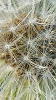 Macro Paardenbloem