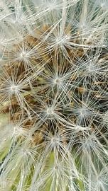 Macro Paardenbloem von Bieszlook MarionBieszke