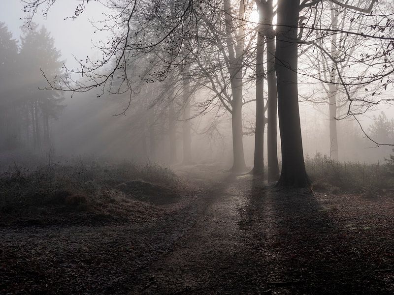 Amerongse Bos in the Netherlands during a misty morning by Robin Jongerden