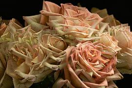 Roses in multiple shot by Huub de Bresser