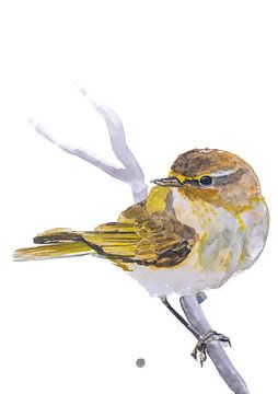 De Tjiftjaf vogel illustratie van Angela Peters