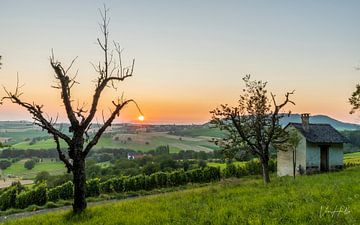 Een mooie Zonsondergang over de wijngaarden. van lukas van hulle