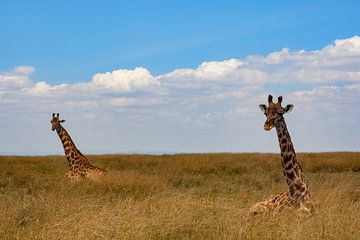 Zittende giraffen van Peter Michel