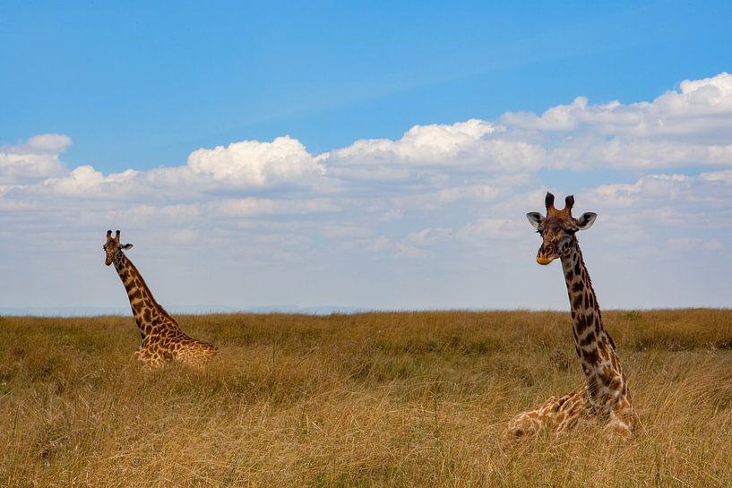 Sitting Giraffes by Peter Michel