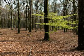 Het eerste lentegroen in het bos by Cilia Brandts