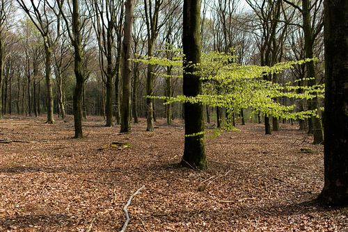 Het eerste lentegroen in het bos