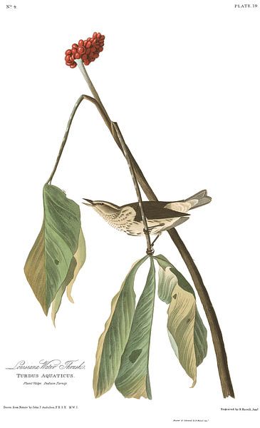 Paruline Hochequeue par Birds of America