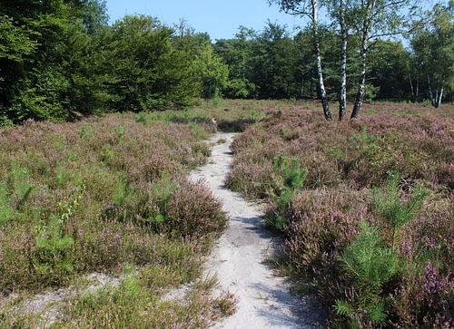 Heide landschap in Nederland sur michael meijer
